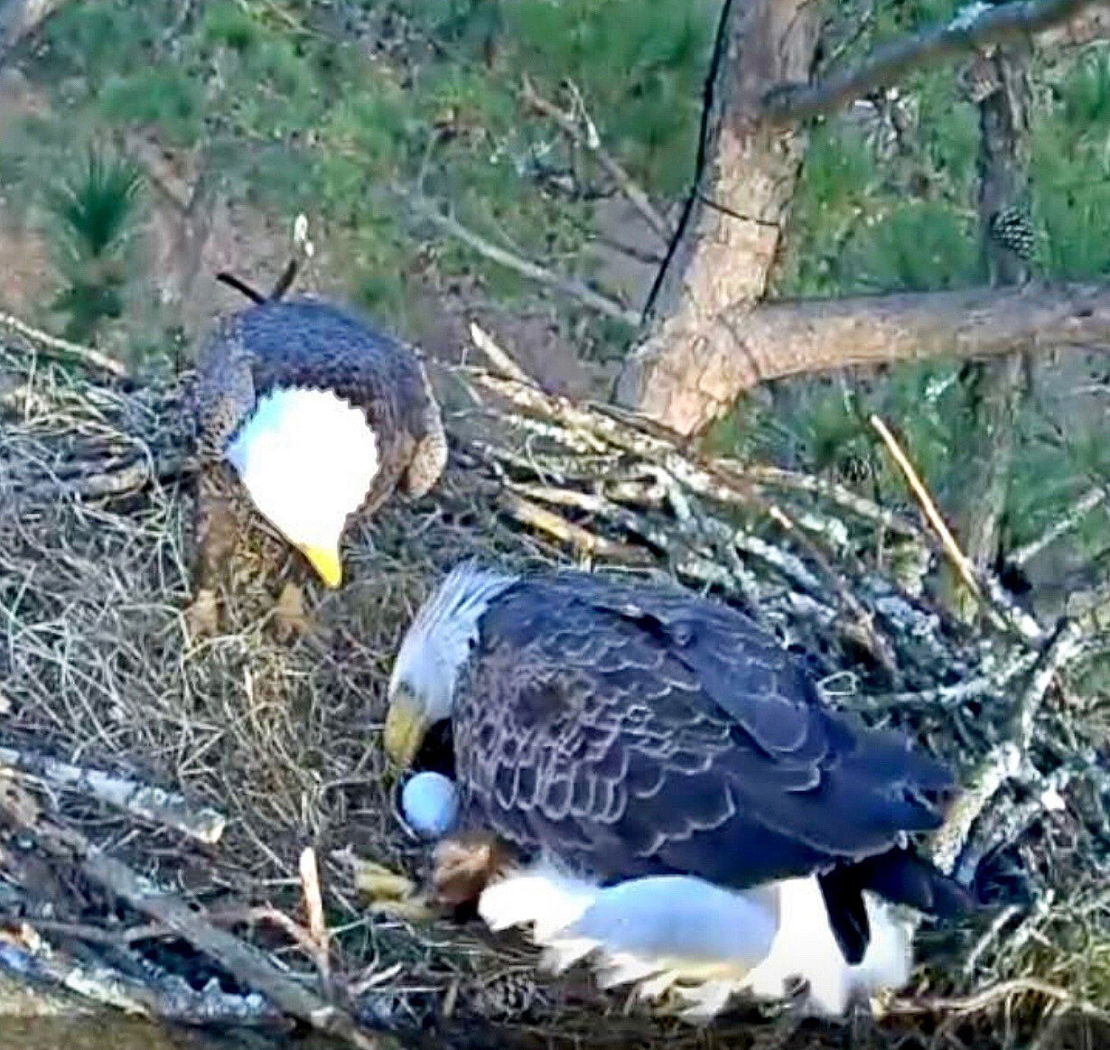 Bald eagle at Berry College lays first egg of season